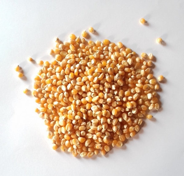 Maïs popcorn bio - 1